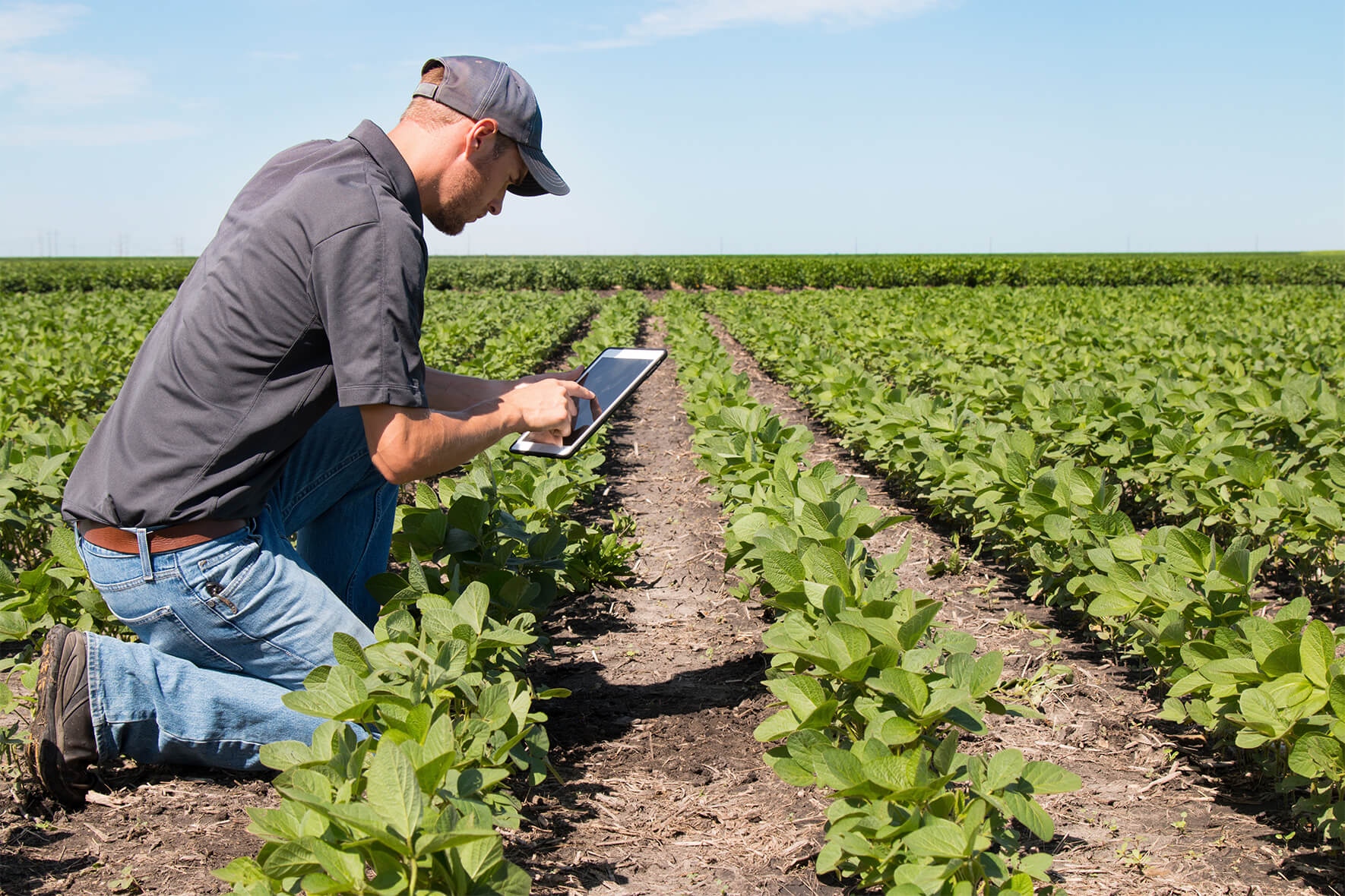 A young farmer uses his tablet to check crops in the field.