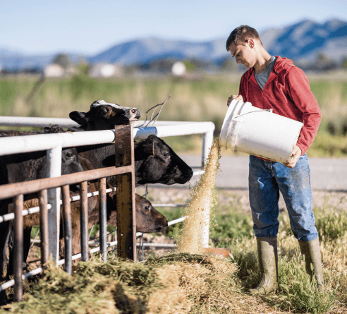 A hardworking farmer feeding hay to dairy cows.