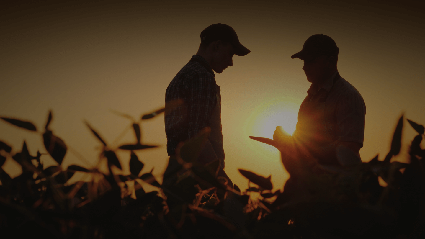 Two male farmers checking their crops in the field as the sun rises.