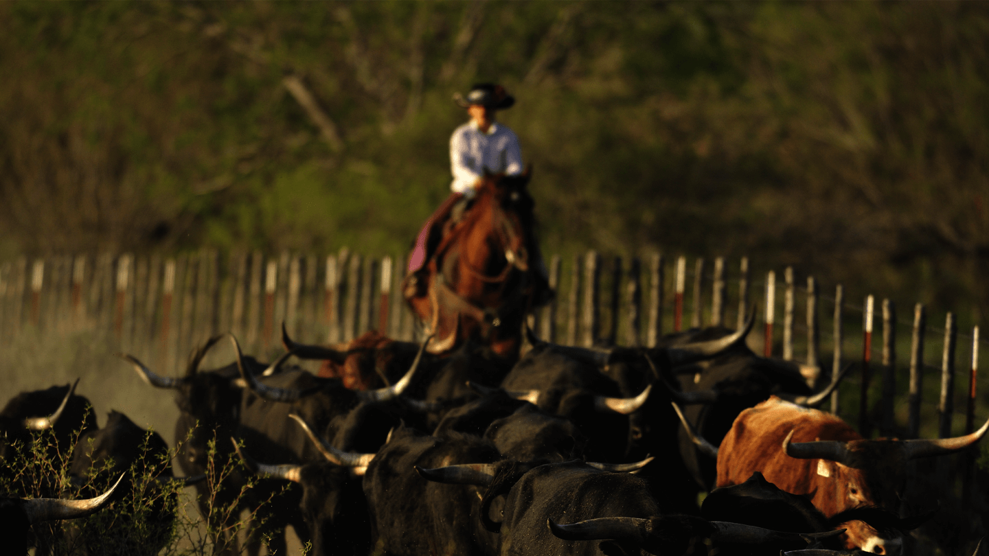 A rancher on horseback herding cattle.